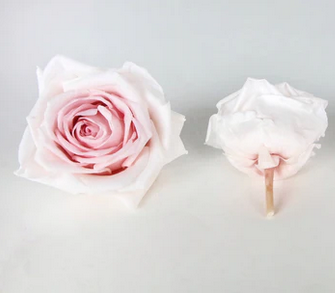 Preserved Roos XL Avalanche Earth Matters - Champagne pink 131 - Afbeelding 2